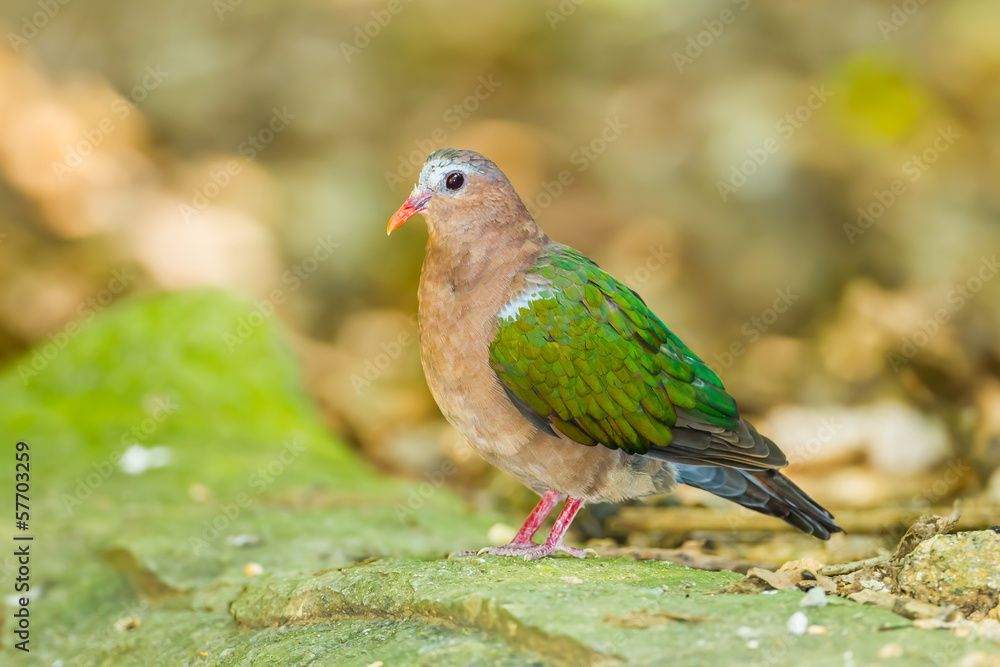 The close up of Emerald Dove(Green-winged Pigeon) bird
