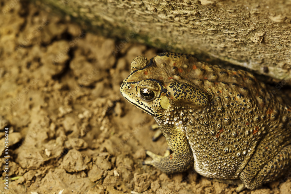 Obraz premium the toad