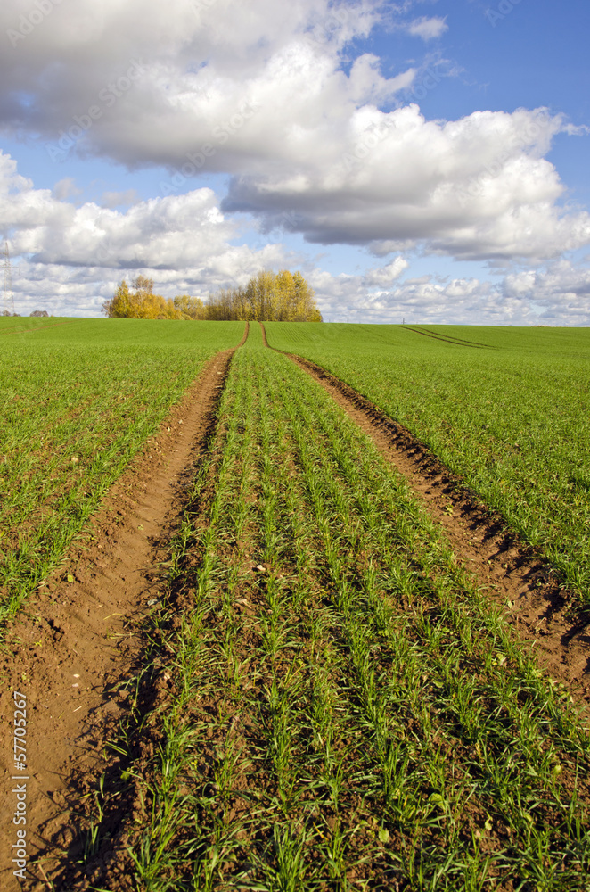 autumn farm field with green crop and tractor traces autumn farm field with green crop and tractor traces
