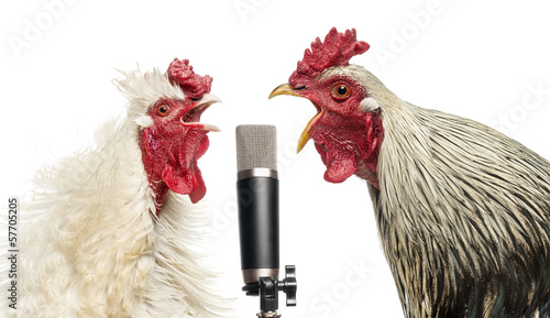 Two roosters singing at a microphone, isolated on white