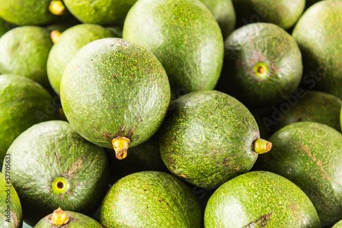 avocado photo