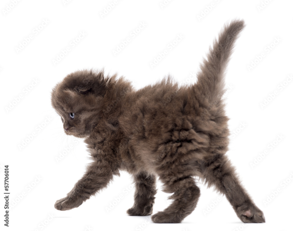 Rear view of a Highland fold kitten walking, isolated on white