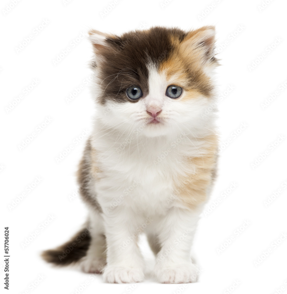 Front view of a Highland straight kitten standing, isolated