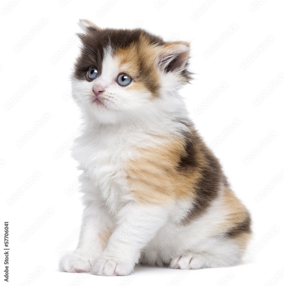 Highland straight kitten sitting, looking up, isolated on white
