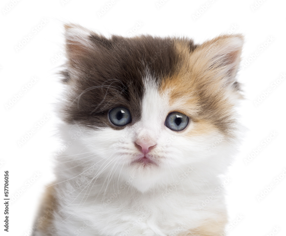 Close-up of a Highland straight kitten looking at the camera
