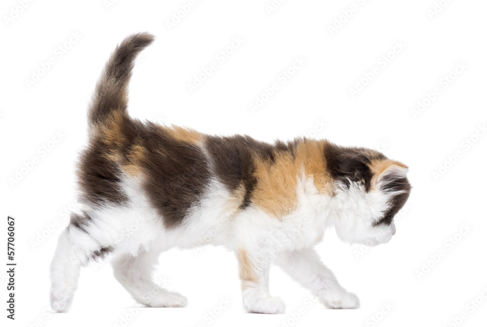 Side view of a Highland straight kitten walking, isolated