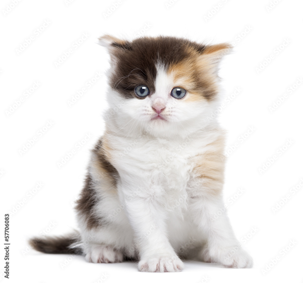 Front view of a Highland straight kitten sitting, isolated