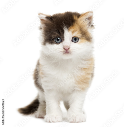 Front view of a Highland straight kitten standing, isolated © Eric Isselée
