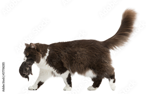 Fototapeta Naklejka Na Ścianę i Meble -  Side view of a British Longhair walking, carrying kitten