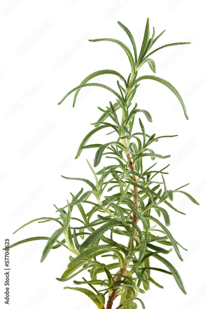 Rosemary herb, isolated on white Rosemary herb, isolated on white