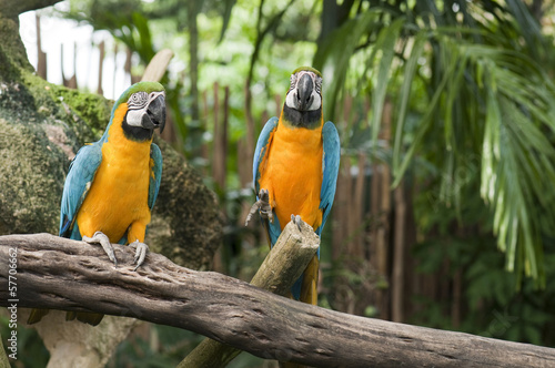Two blue and yellow macaws