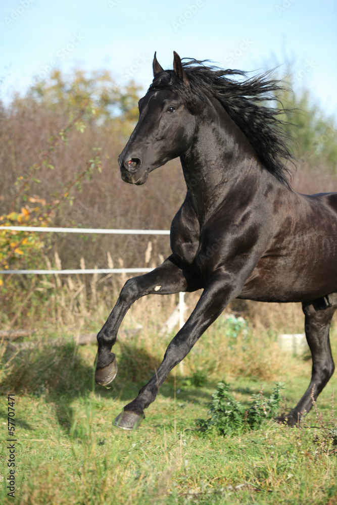 Gorgeous black stallion running in autumn Gorgeous black stallion running in autumn