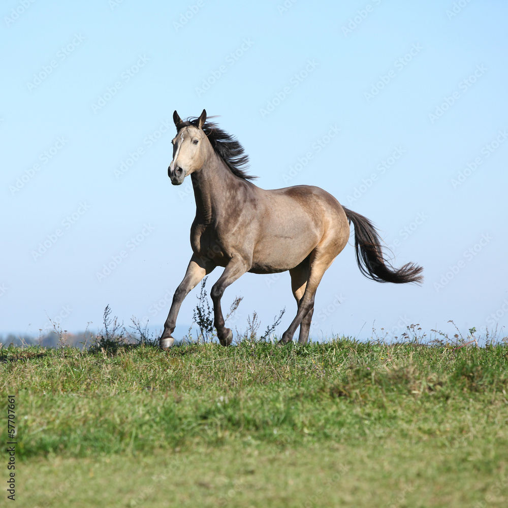 Nice Kinsky horse running in autumn Nice Kinsky horse running in autumn
