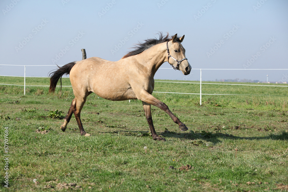 Palomino quarter horse running on pasturage Palomino quarter horse running on pasturage