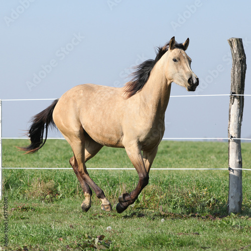 Fototapeta Naklejka Na Ścianę i Meble -  Palomino quarter horse running on pasturage