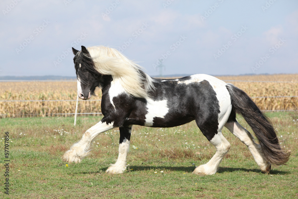 Fototapeta premium Gorgeous stallion with long flying mane