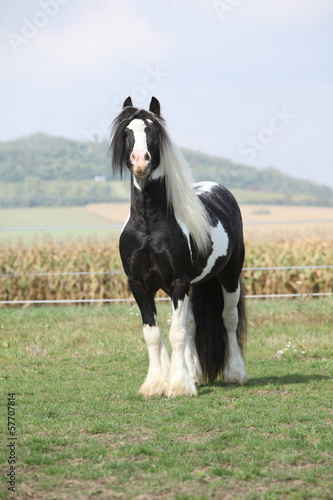 Fototapeta Naklejka Na Ścianę i Meble -  Beautiful irish cob stallion on pasturage