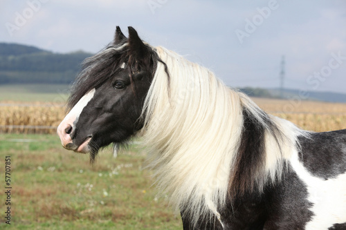 Fototapeta Naklejka Na Ścianę i Meble -  Beautiful irish cob stallion on pasturage