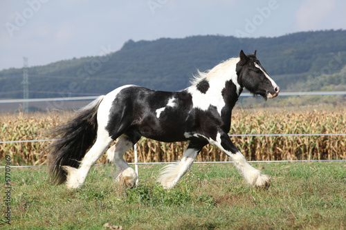 Gorgeous stallion with long flying mane