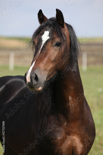 Portrait of nice brown stallion