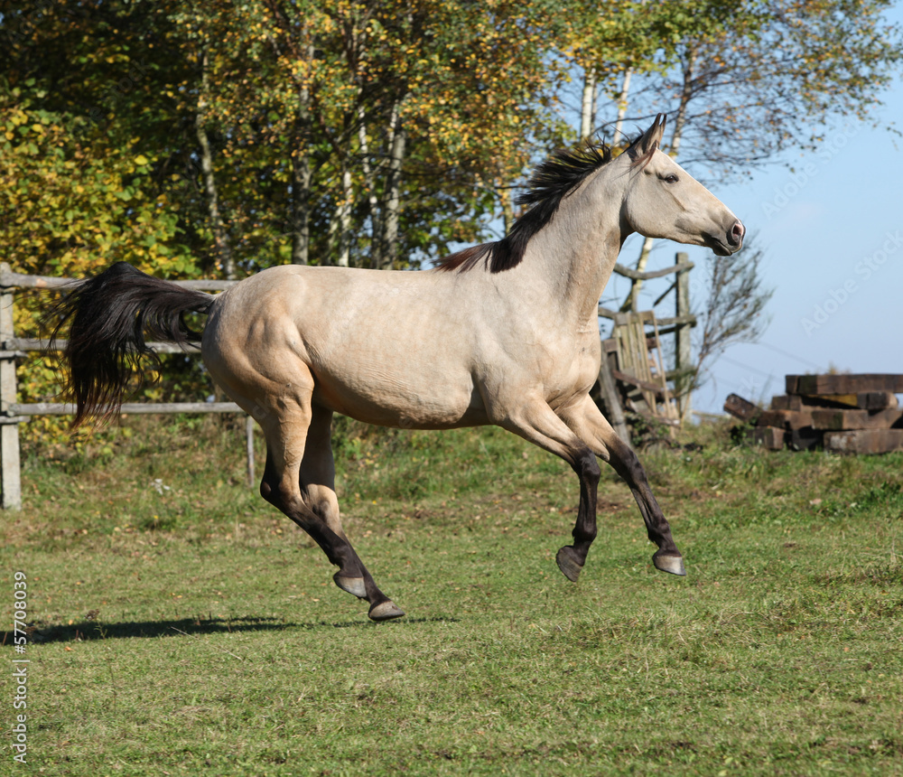 Nice Kinsky horse running in autumn Nice Kinsky horse running in autumn