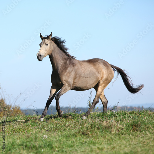 Nice Kinsky horse running in autumn