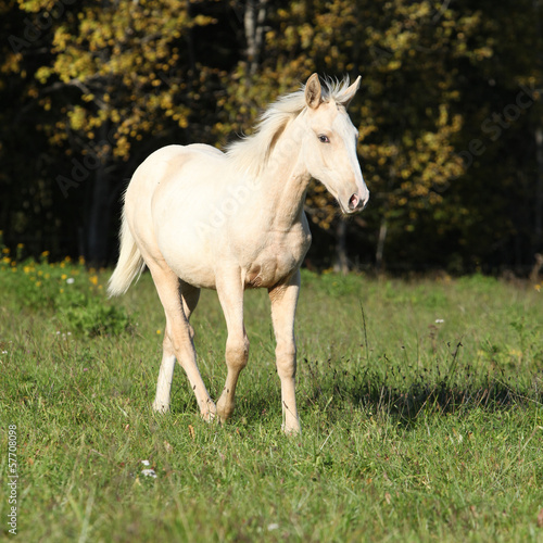 Nice Kinsky horse running in autumn