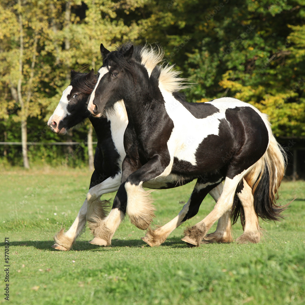 Two horses running on pasturage