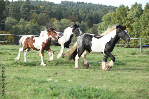 Fototapeta Naklejka Na Ścianę i Meble -  Group of horses running on pasturage