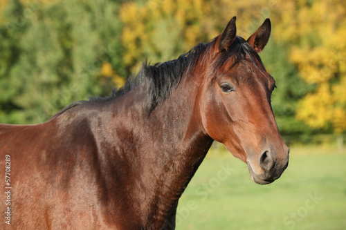 Nice brown warmblood with black mane