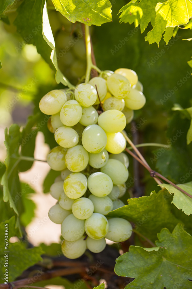 bunches of ripe grapes on the plantation