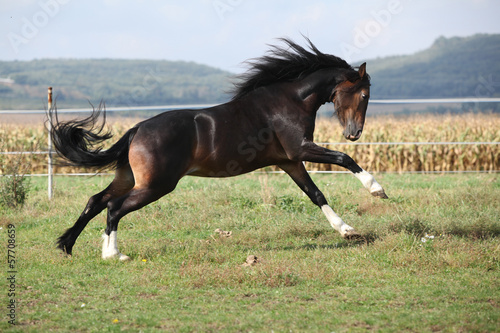 Welsh part bred stallion jumping