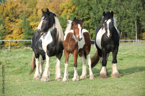 Fototapeta Naklejka Na Ścianę i Meble -  Beautiful irish cobs on autumn pasturage