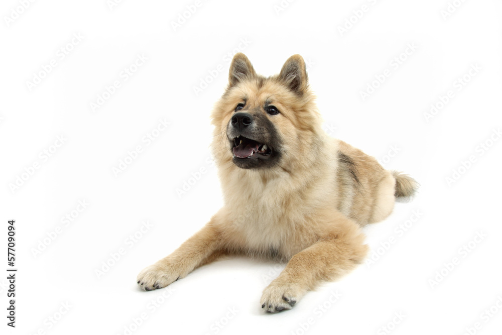 Rassehund Rassehund