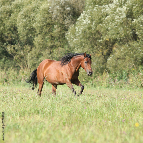 Brown mare with long mane running