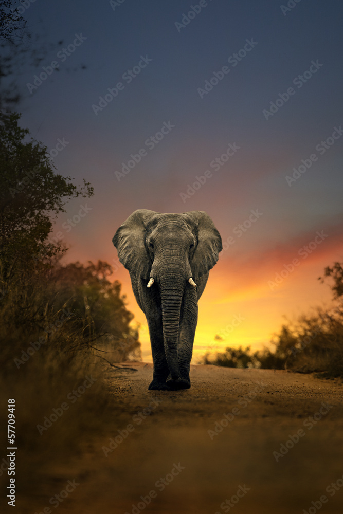 Naklejka premium słoń afrykański spaceru w zachodzie słońca