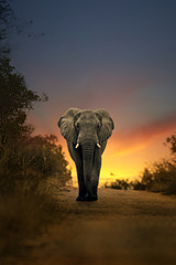 Acrylglasbilder Elefant Elefant wandert durch goldenes Abendlicht  © sw_stock