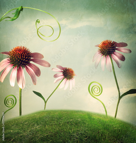 Echinacea flowers in fantasy landscape