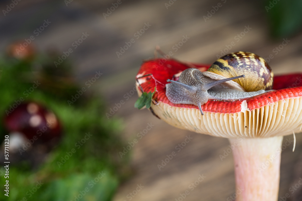 Obraz premium Schnecke und Pilz