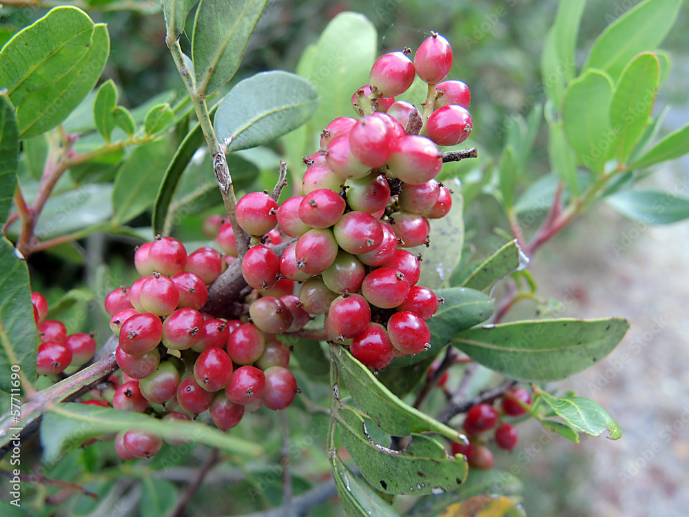 Obraz premium Terebinthe - turpentine tree - Pistacia terebinthus