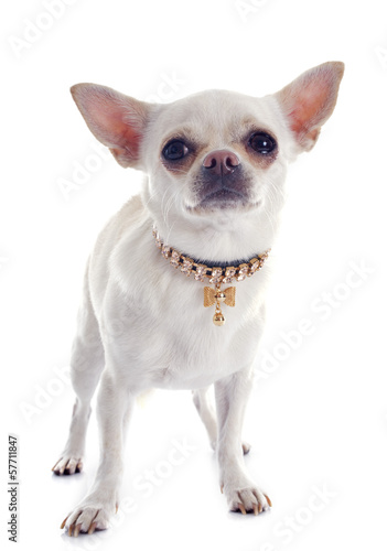 chihuahua and collar