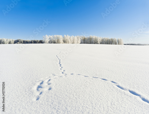 Fox trails on snowy field