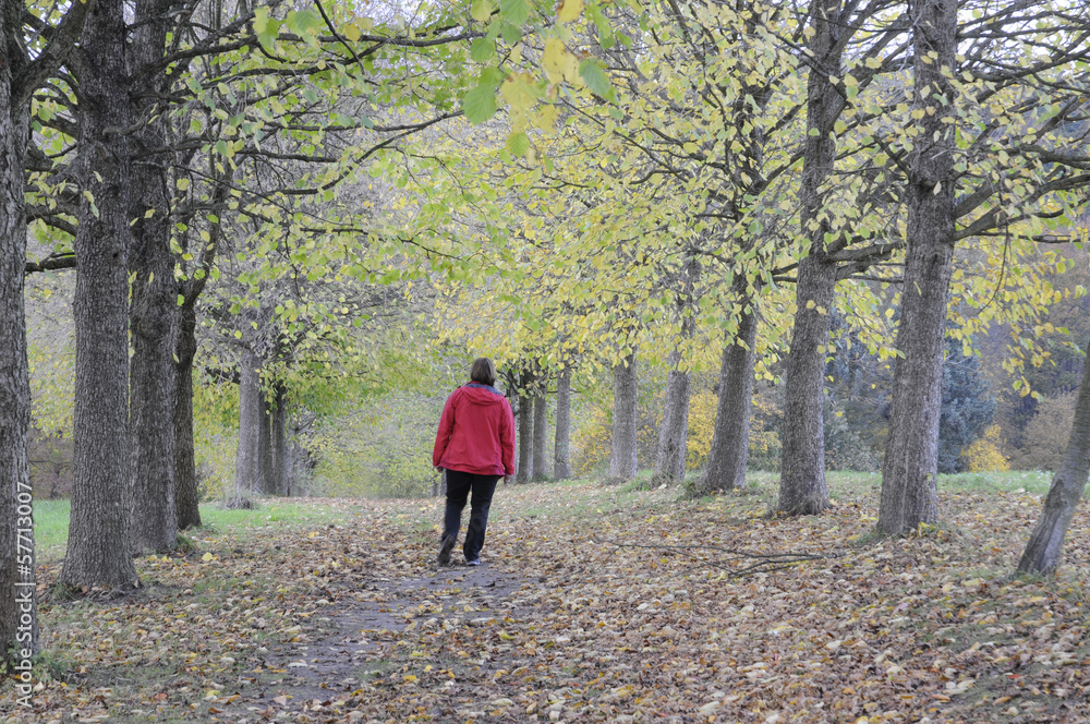 Allee im Herbst Allee im Herbst