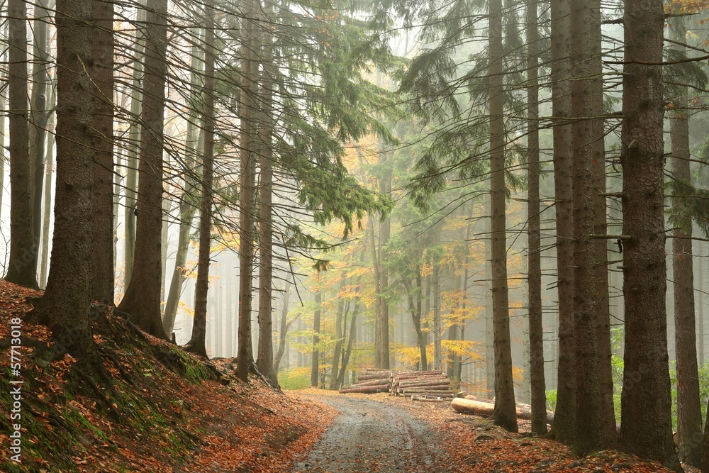 Path through coniferous forest on a foggy autumn day