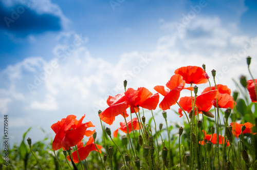 Fototapeta Naklejka Na Ścianę i Meble -  Poppies on a blue sky