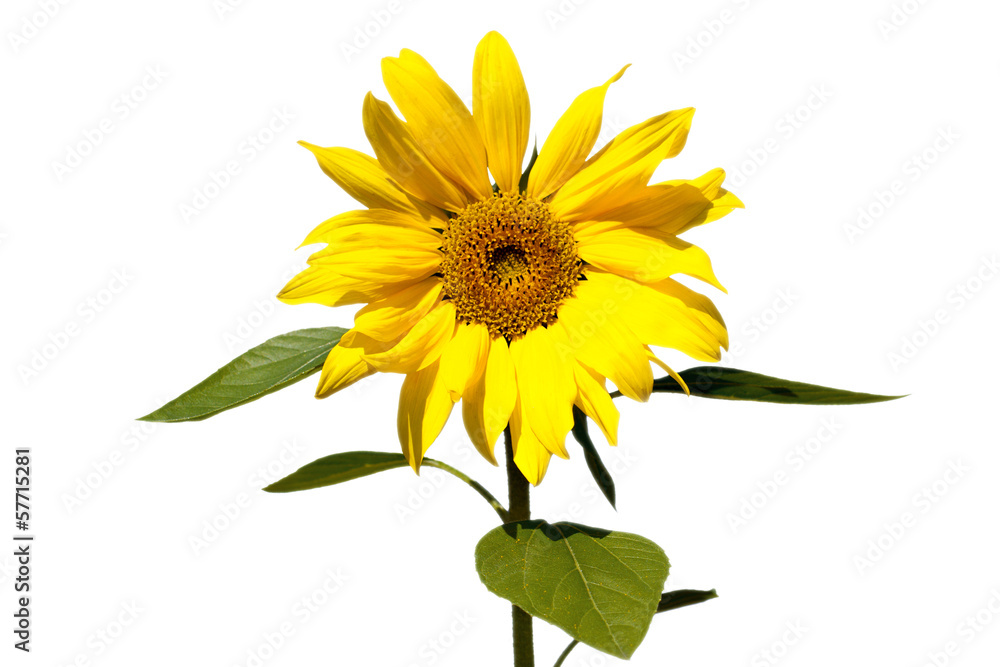 Obraz premium sunflower