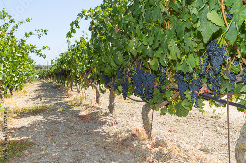 Healthy ripe sweet and juicy red wine grapes. photo