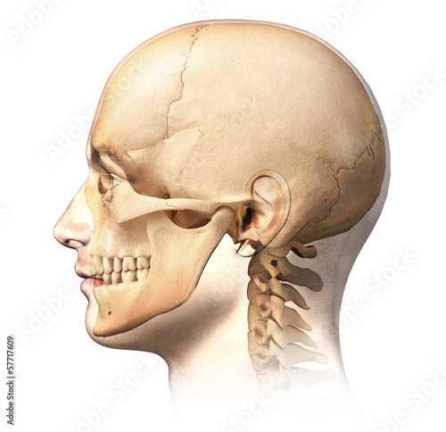 Male human head with skull in ghost effect, side view. photo