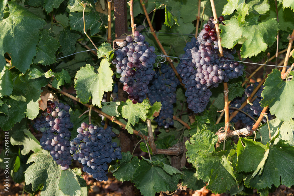 Healthy ripe sweet and juicy red wine grapes.