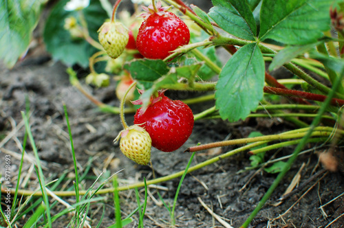 strawberry on the bush